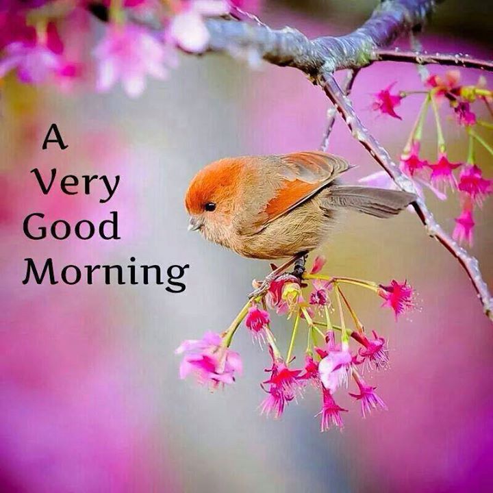 Good Morning Friends Beautiful Wallpapers, Photos, Pictures